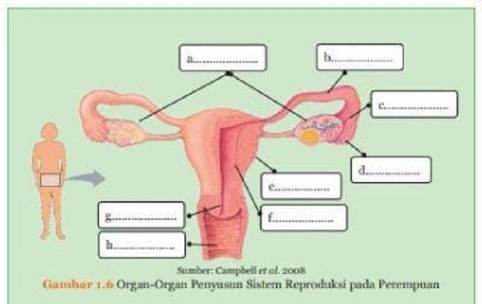  Gambar 1.6 Organ-organ penyusun sistem reproduksi pada perempuan.