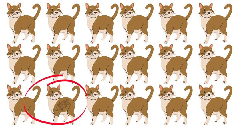 Kucing yang berbeda pada gambar kedua