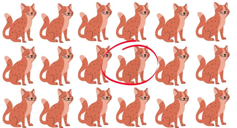 Kucing yang berbeda pada gambar ketiga