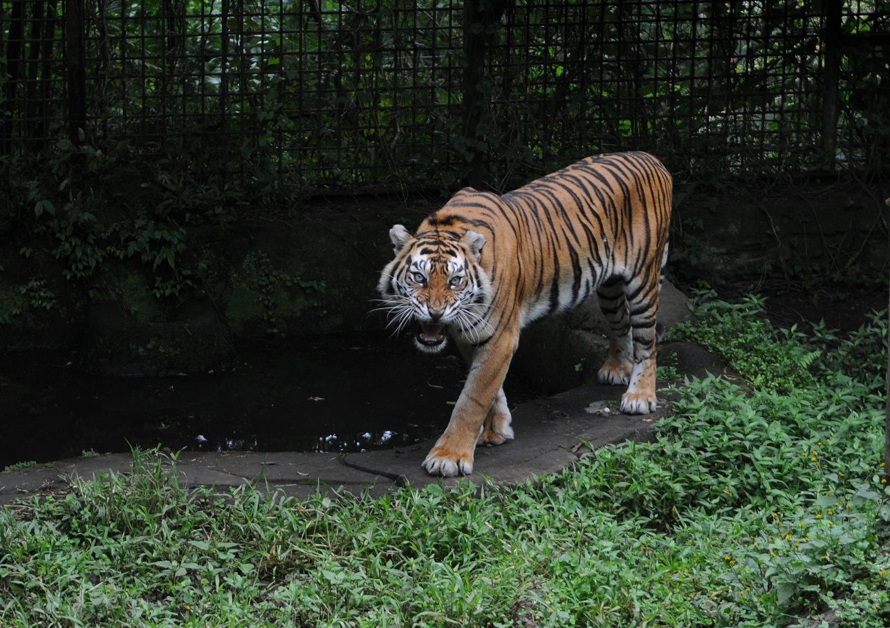 Harimau koleksi Taman Safari Indonesia.