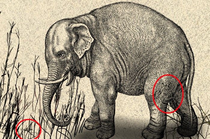 Jawaban tes IQ dalam menemukan dua kuda di gambar gajah. 