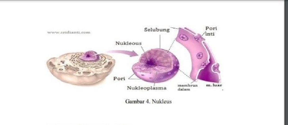 Rangkuman Materi Biologi Nukleus Atau Inti Sel Untuk Siswa Smp Sma