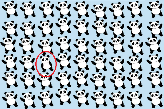 Jawaban dalam menemukan panda berbeda di gambar tes fokus dari Heraldo USA. 