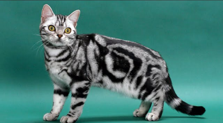 Peringati International Cat Day 8 Agustus 2022, Ini Fakta Kucing Motif