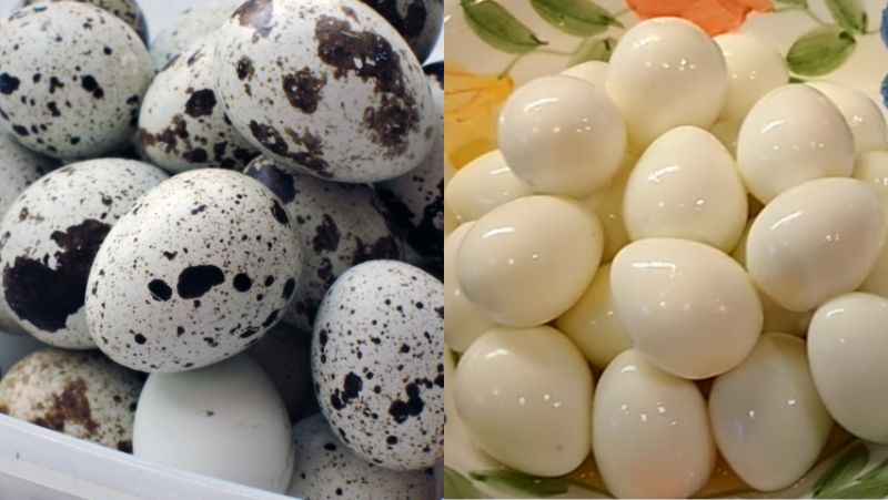 Jarang Diketahui, Ini Manfaat Telur Puyuh Bagi Kesehatan, Simak Penjelasannya
