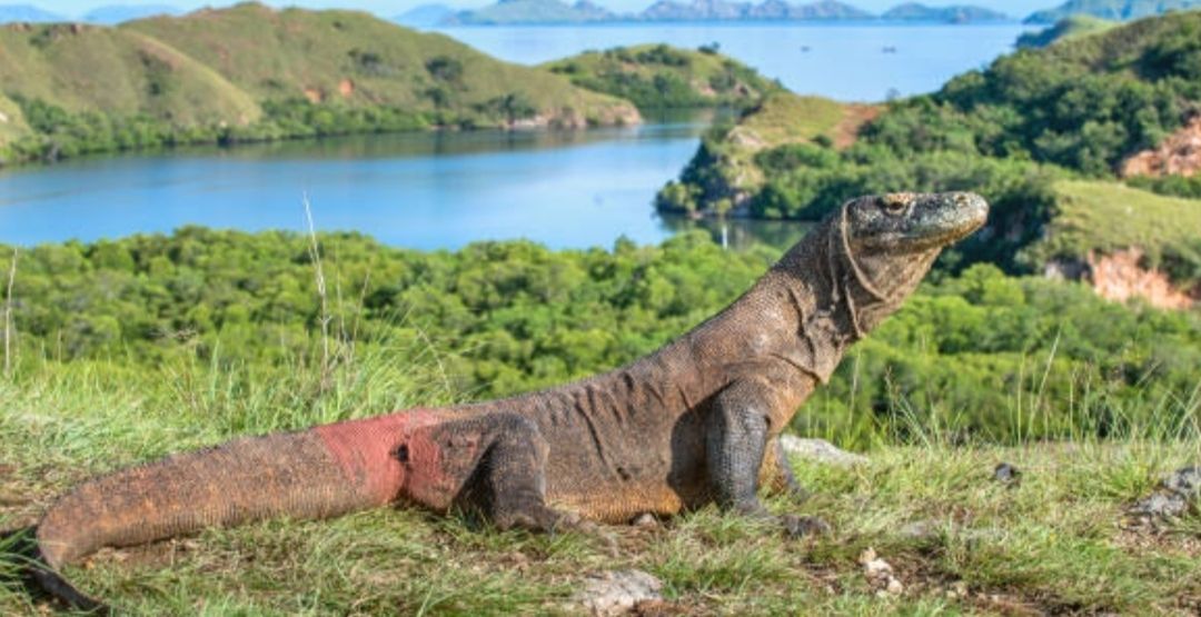 Pemberlakuan Tarif Baru Bagi Wisatawan Taman Nasional Komodo