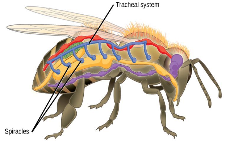Sistem Pernapasan pada Serangga