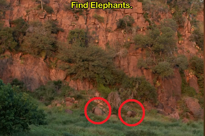 Jawaban tes IQ dalam menemukan gajah lainnya, 