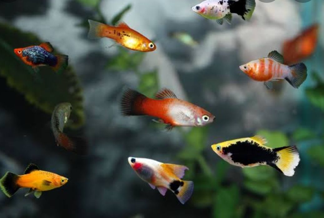 MENGENAL Jenis-Jenis Ikan Platy, Ikan Hias Cantik dengan Harga Ekonomis - Halaman 7