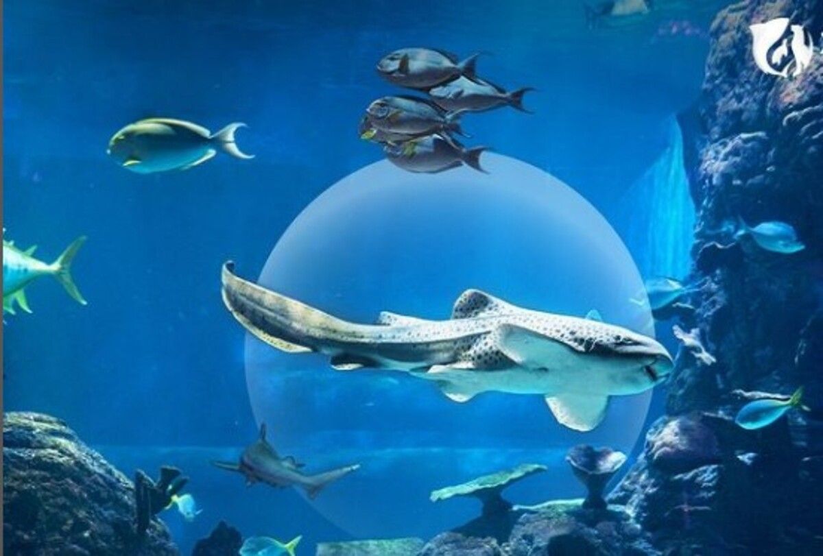 Jakarta aquarium 