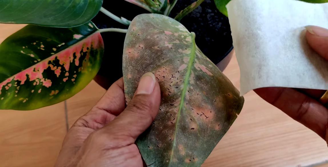 kutu sisik aglonema