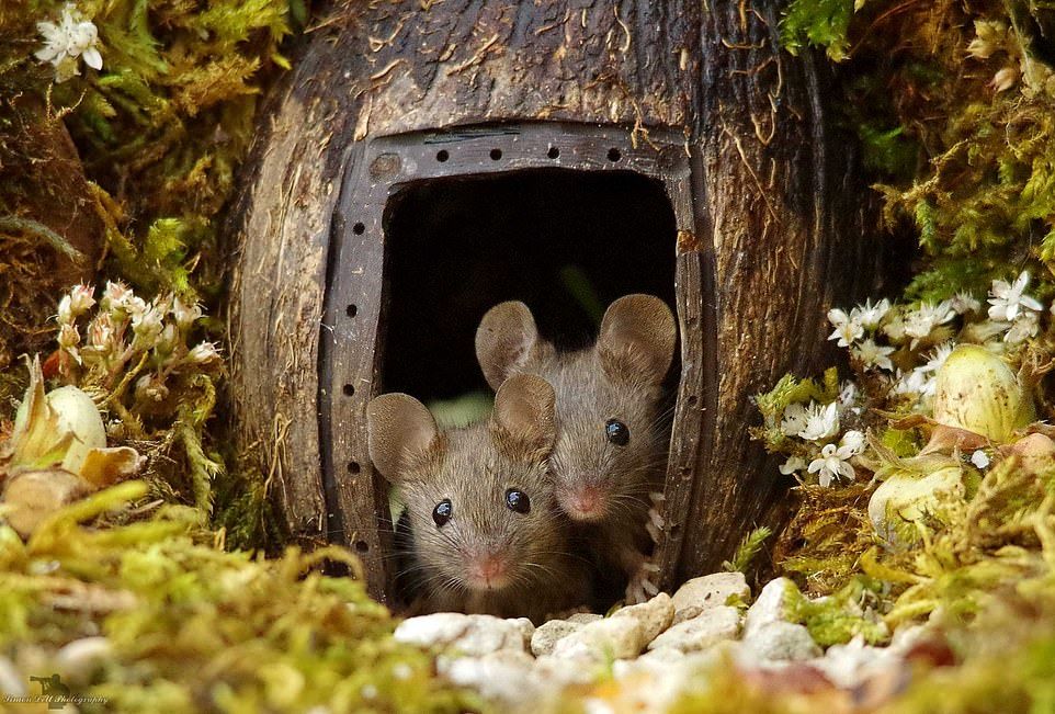 Tikus Dianggap Binatang Menjijikan, Ditangan Simon Dell Satwa Liar Ini Membuatmu Kagum 