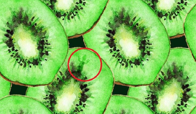 Jawaban tes IQ dalam menemukan tokek pada gambar kiwi. Educadores Live