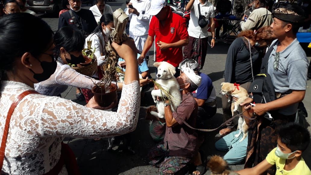 UNIK! Tumpek Kandang di Bali Sabtu, 27 Agustus 2022 dilaksanakan cukup unik. Di mana pelaksanaan Tumpek Uye dibarengi dengan vaksinasi kepada kucing dan anjing.
