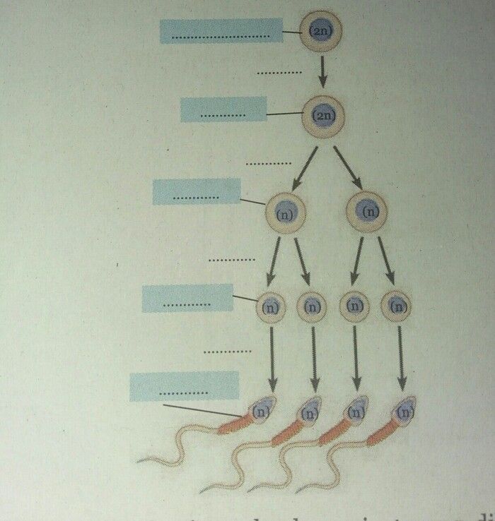 lengkapi skema proses spermatogenesis berikut ini