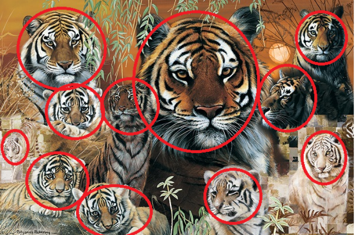 Ada 11 harimau yang dimaksud pada tes fokus.