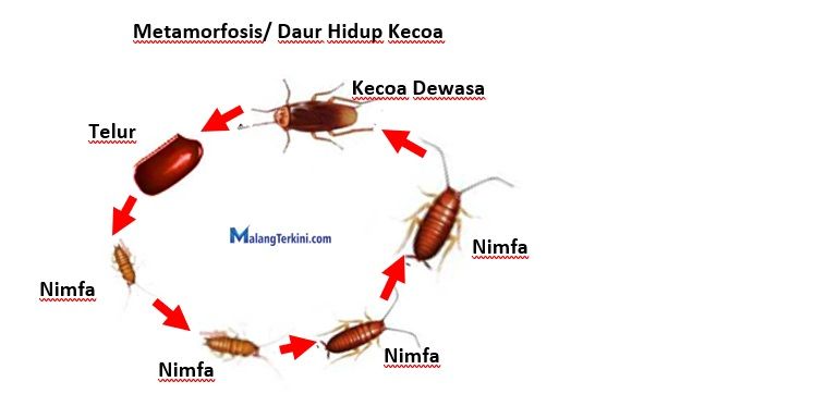 Apa Saja Tahap Metamorfosis Sempurna Pada Hewan? Ini Penjelasan Lengkap ...