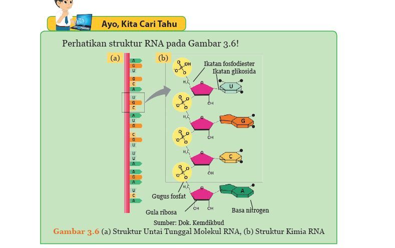 kunci jawaban IPA kelas 9 SMP/MTs halaman 124 Ayo Kita Cari Tahu perbedaan DNA dan RNA Gambar 3.5 Gambar 3.6