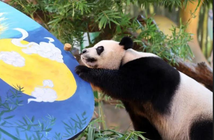 Panda raksasa Kuku menyantap 