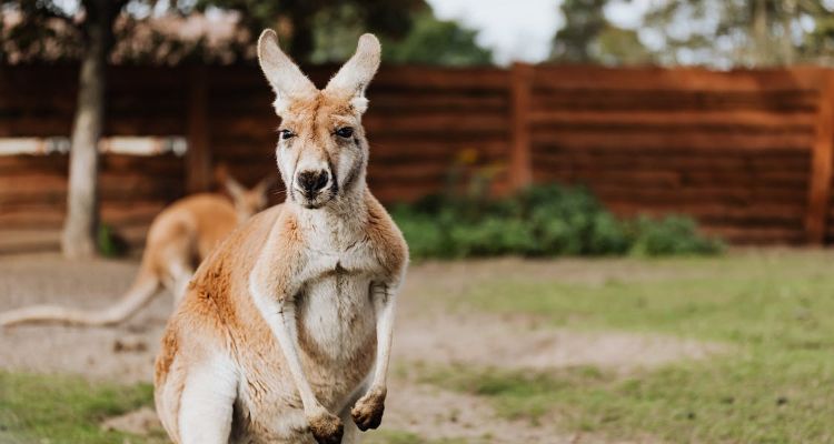 Kangaroo, the icon of Australia