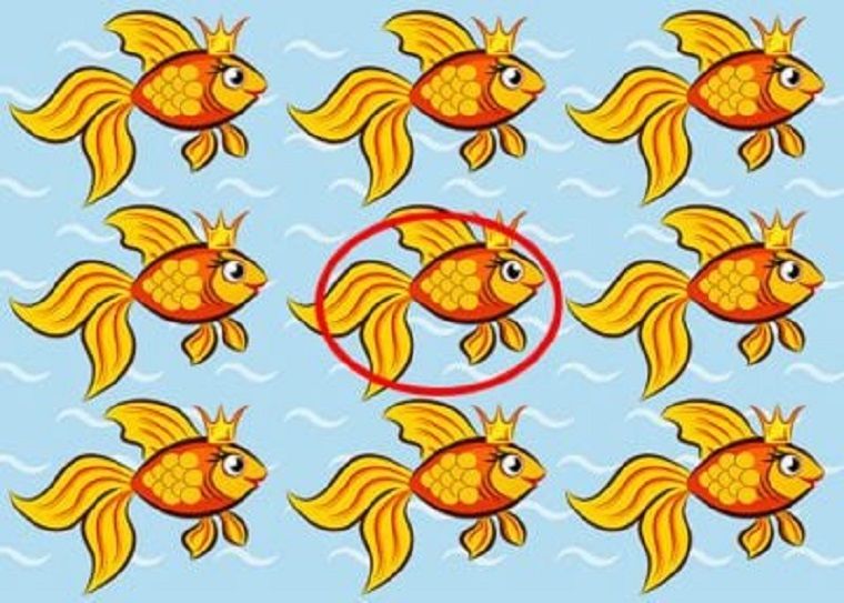 Jawaban tes IQ dalam menemukan ikan yang berbeda pada gambar. 