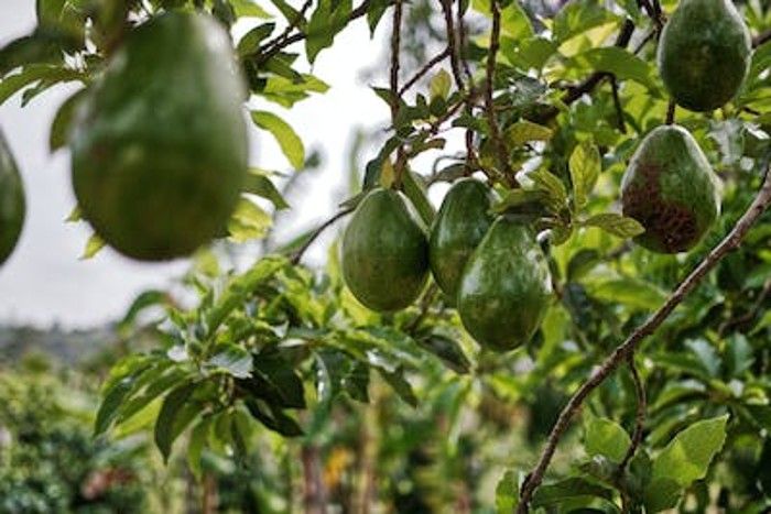 Manfaat dan Kegunaan Daun Alpukat bagi Kesehatan Tubuh