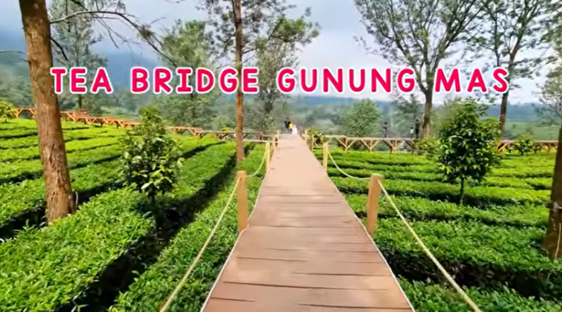 Tea Bridge Gunung Mas Puncak Bogor
