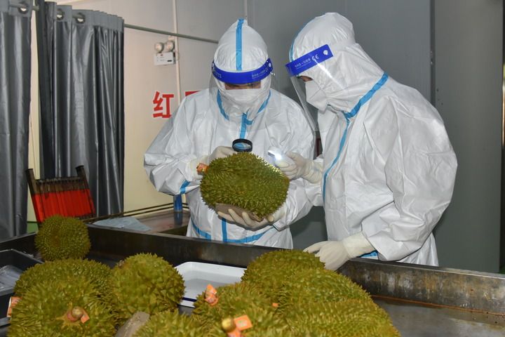 Foto yang diabadikan pada 19 September 2022 ini menunjukkan  para staf bea cukai di Daerah Otonom Etnis Zhuang Guangxi, China selatan, sedang memeriksa durian yang diimpor dari Vietnam. (Xinhua) 