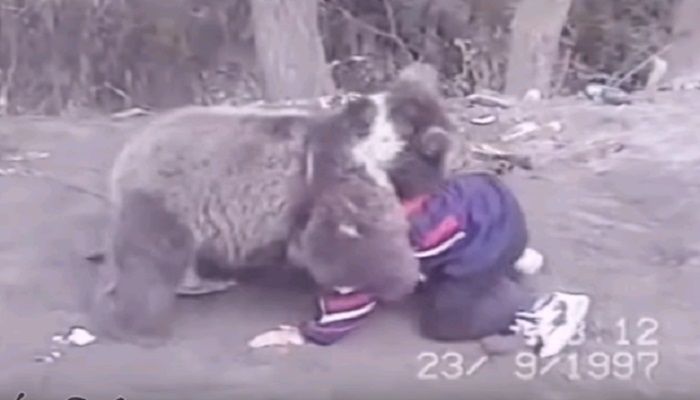 Khabib Nurmagomedov bergulat dengan beruang di Dagestan pada usia sembilan tahun.*  