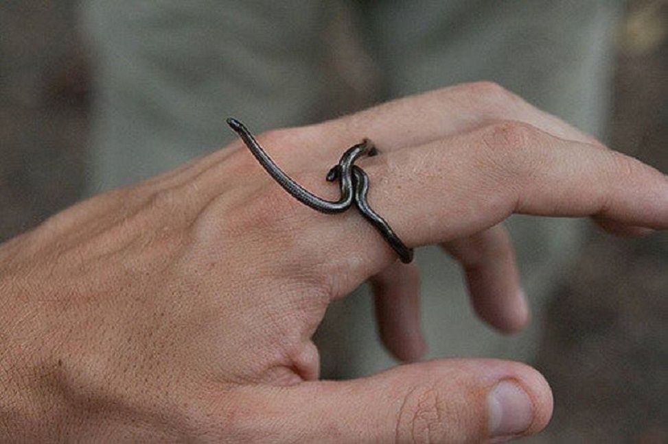 Barbados threadsnake terancam punah dalam waktu dekat.    