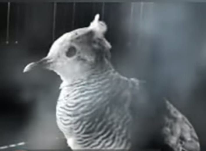 Ilustrasi.  Burung Perkutut Songgo Rewang Dipercaya Bisa Mudahkan Segala Urusan, Simak Ciri dan Tuah Lainnya