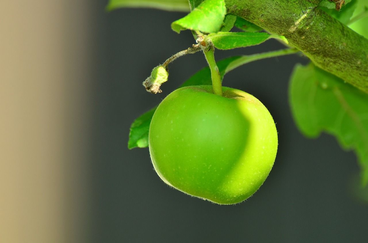 Manfaat apel  hijau untuk kesehatan