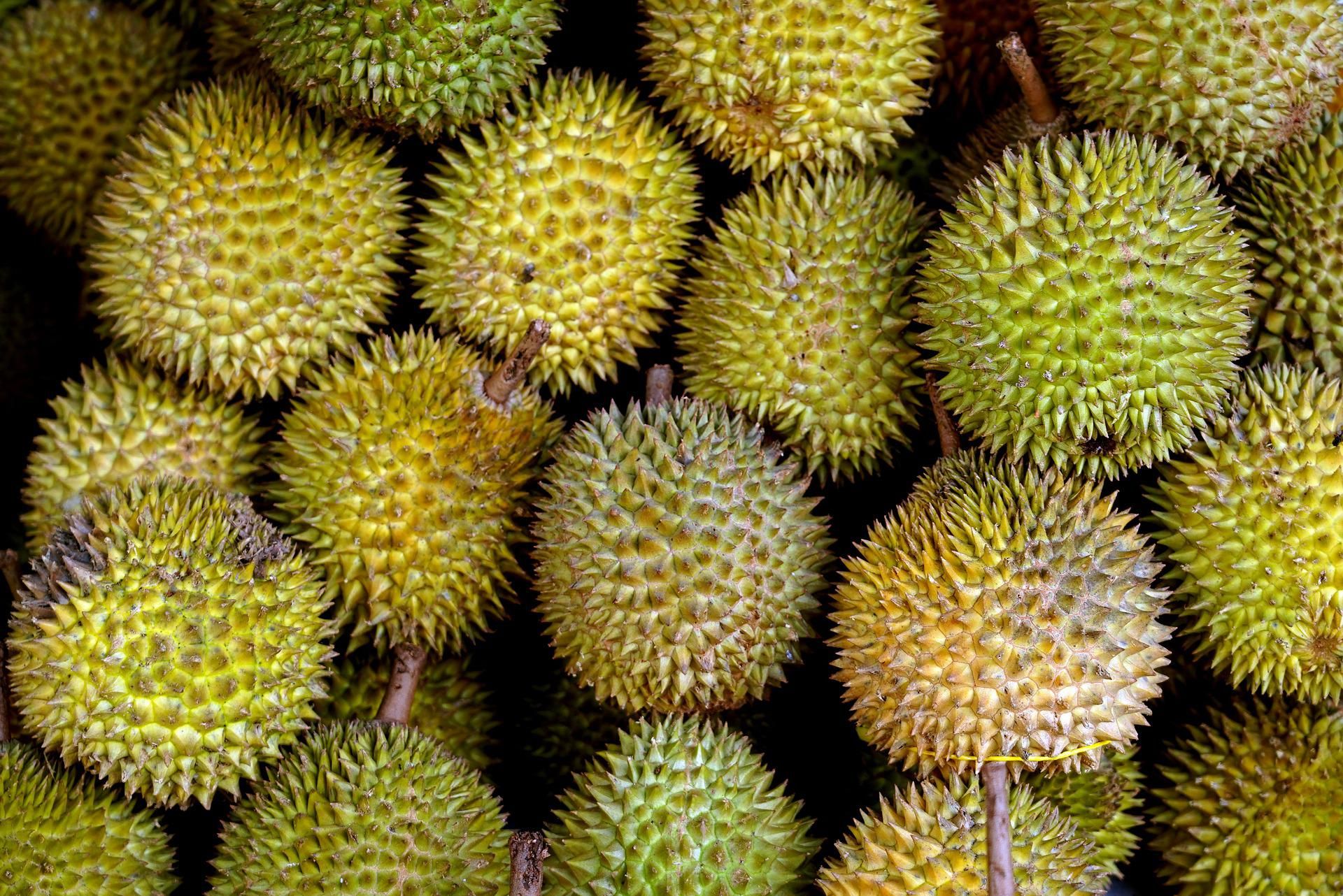 Buah durian memiliki banyak kandungan baik untuk kesehatan 