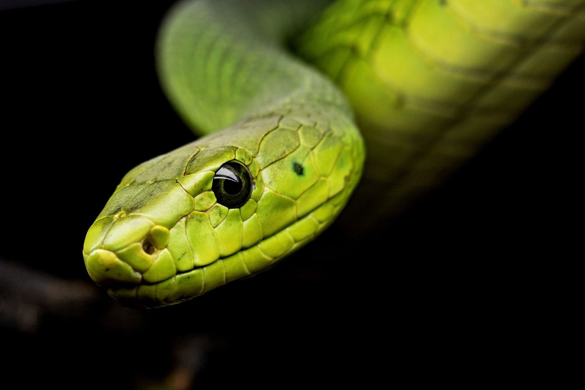 Ilustrasi hewan ular