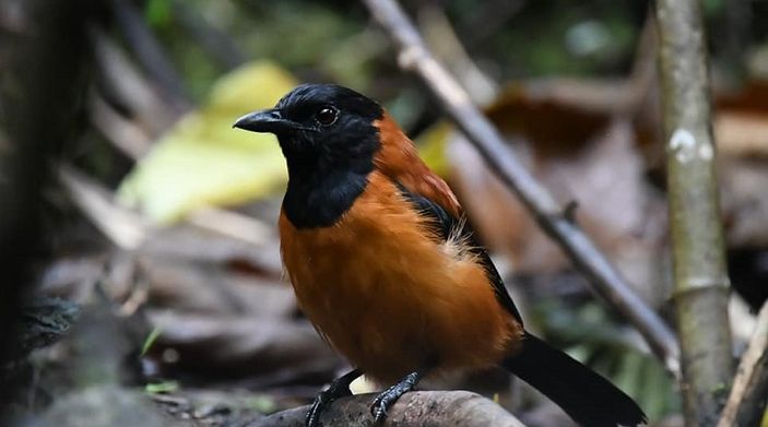 Burung hooded pitohui asal Papua yang sangat beracun.*  