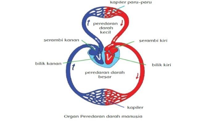 Gambar organ peredaran darah manusia.
