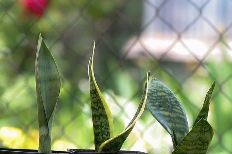 Kenapa Tanaman Hias Lidah Mertua Sansevieria Miring Dan Menguning Penyebab Dan Cara Mengatasi