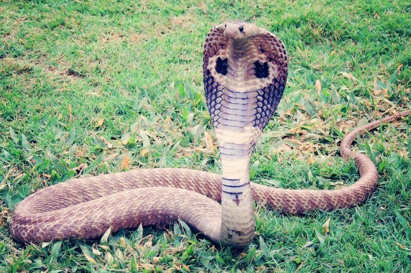 Foto ilustrasi king kobra.*  