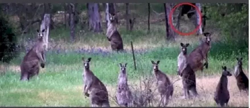 Jawaban tes IQdalam menemukan macan tutul di gambar kangguru. 