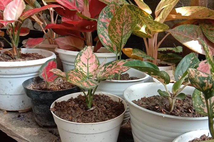 Terungkap! Inilah Metode Sederhana untuk Membuat Aglonema yang kerdil menjadi Subur dan Lebat
