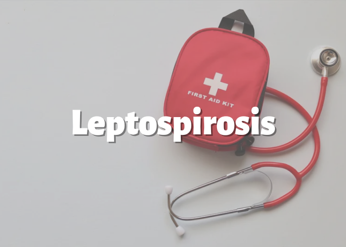 Arti Leptospirosis Apa, Penyakit Apa? Viral Penyakit Leptospirosis, Ini Gejalanya