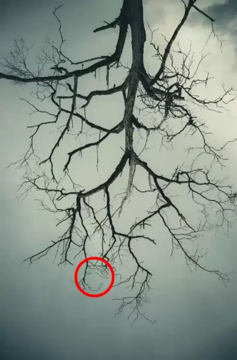 Jawaban tes IQ dalam menemukan sesuatu tersembunyi pada gambar pohon. 
