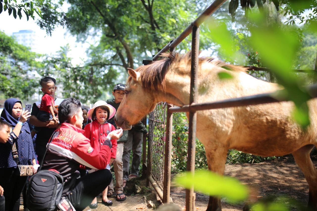 Pengunjung memberi makan satwa di Kebun Binatang Bandung
