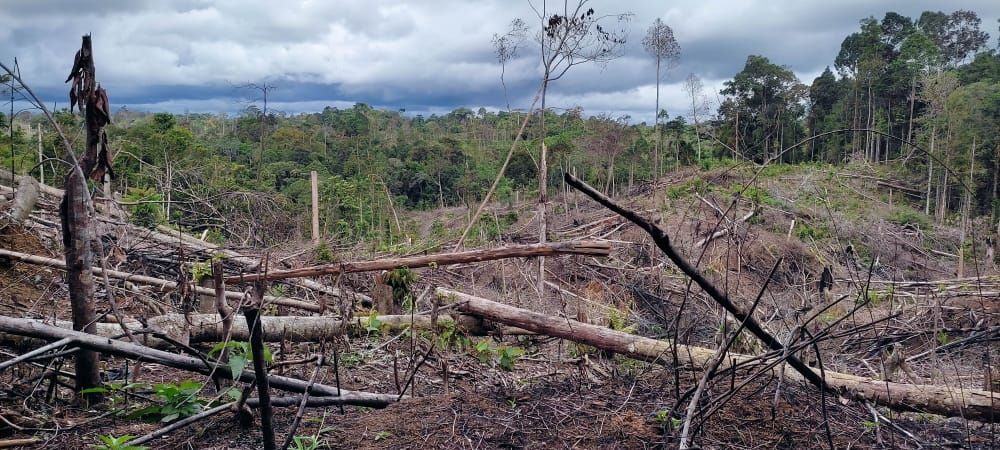  Kawasan bentang alam seblat yang di pantau, 28 ribu ha atau 34 persen telah mengalami kerusakan/ foto: Kanopi/