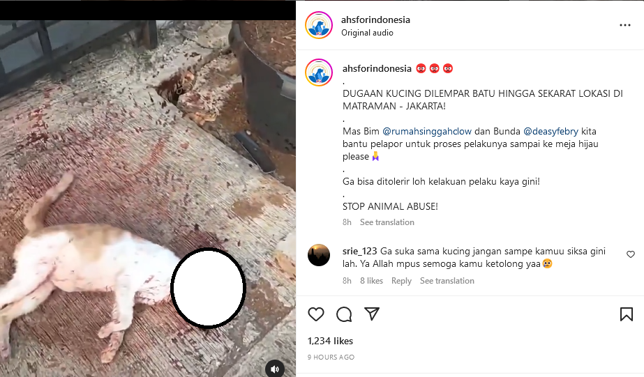 Netizen ramai-ramai menyamapaikan kegeramannya usai viral video seekor kucing diduga dilempar batu hingga tewas.*