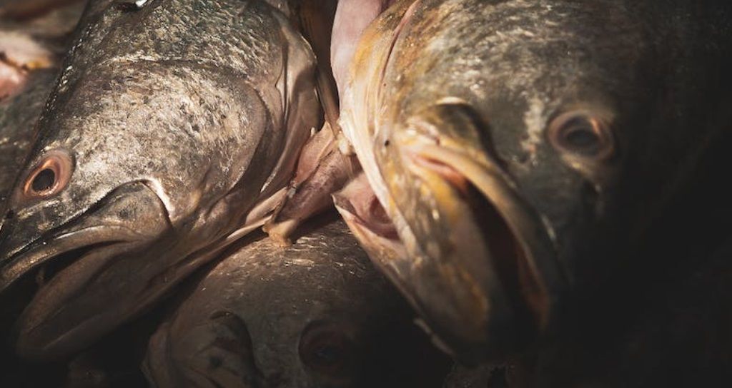 Ilustrasi ikan. Ada 4 Jenis Ikan yang Harus Dihindari Penderita Kolesterol