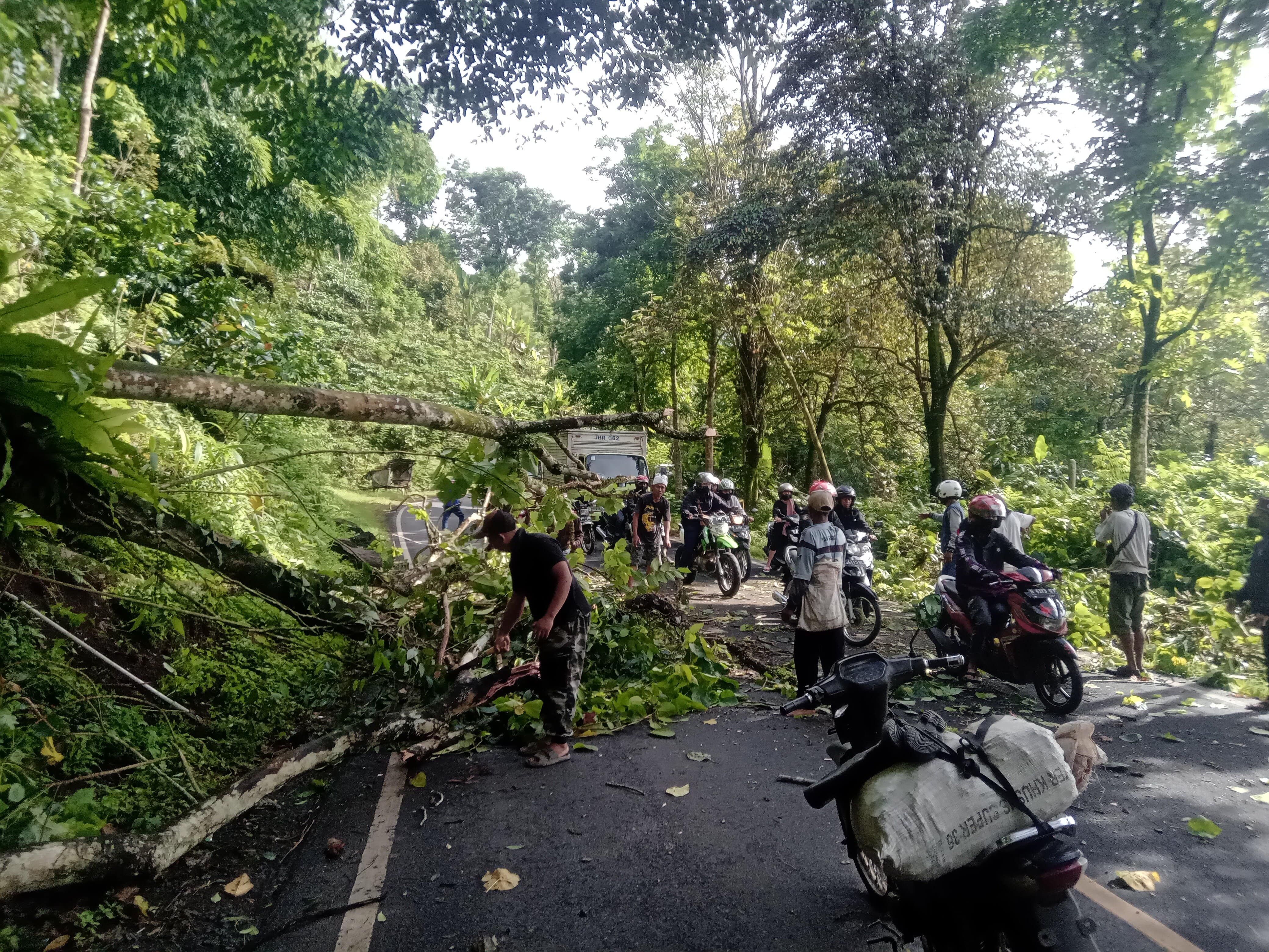 Warga melakukan penebangan pohon tumbang yang melintang di jalur Gumitir, 7 November 2022.