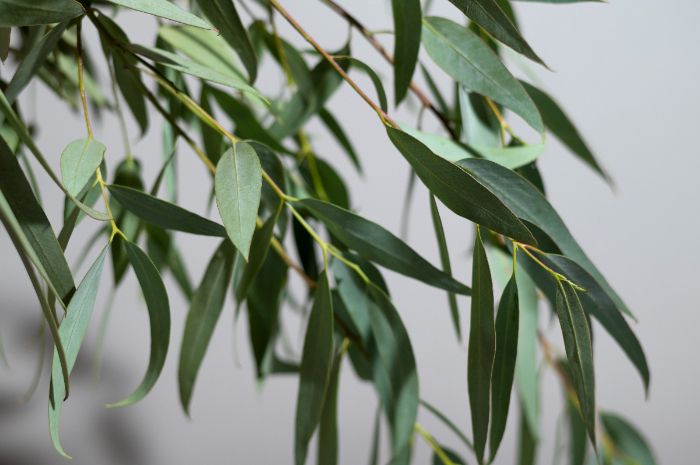 Minyak kayu putih dan eucalyptus sering dianggap sama namun ternyata berbeda, berikut perbedaan dari keduanya