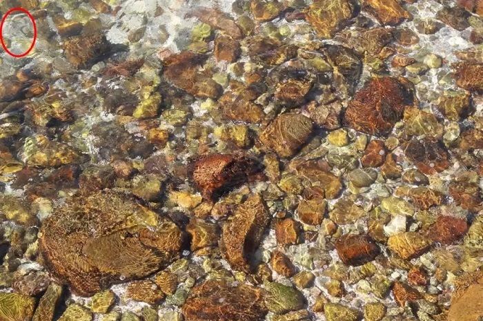Jawaban tes IQ dalam menemukan ikan di antara batu pada gambar. 