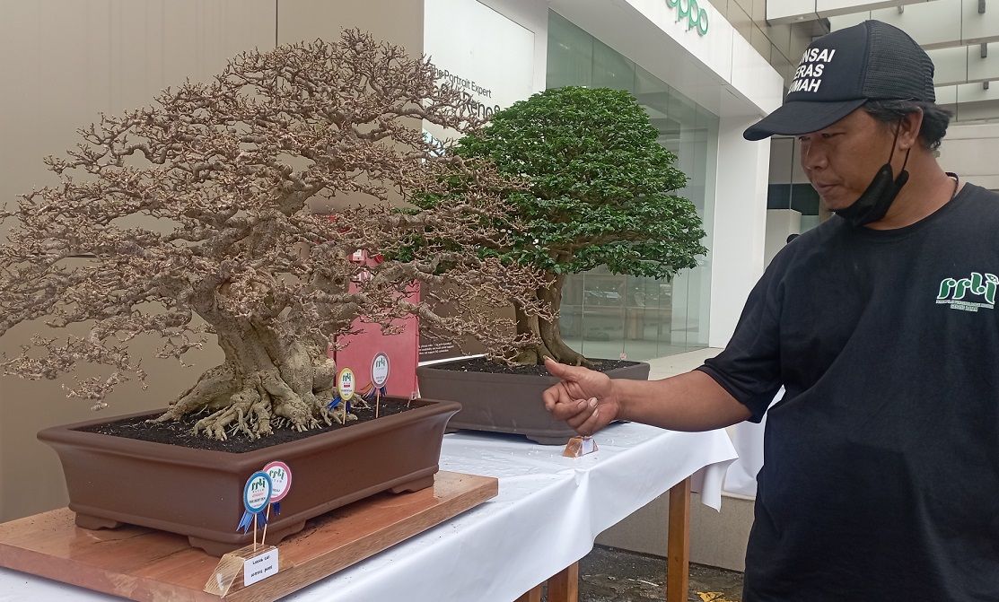 Ini Bonsai Anting Putri yang Juara Kontes di Batam, Usianya Lebih 50 Tahun